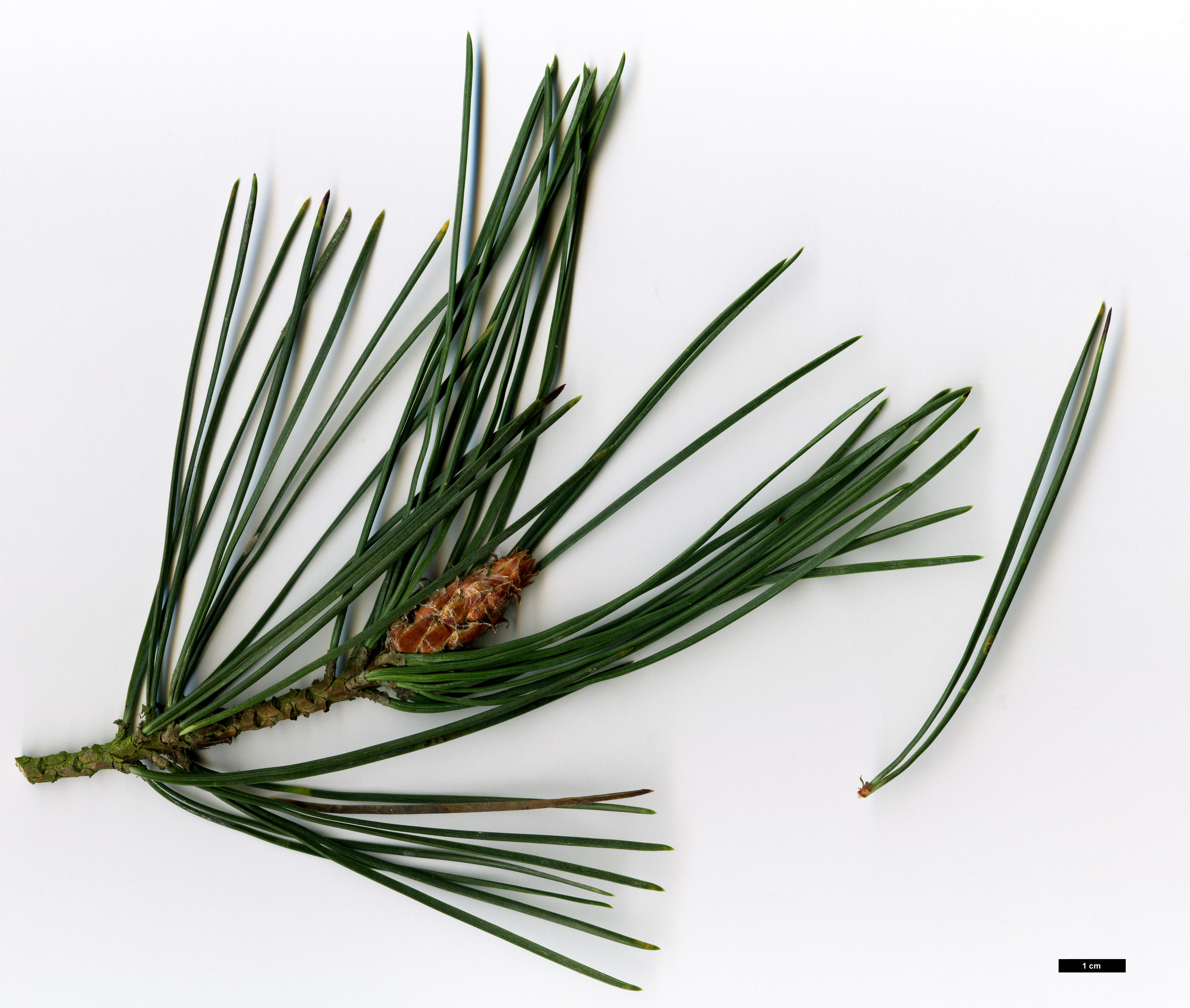 High resolution image: Family: Pinaceae - Genus: Pinus - Taxon: ×rhaetica - SpeciesSub: (P.mugo × P.sylvestris)
